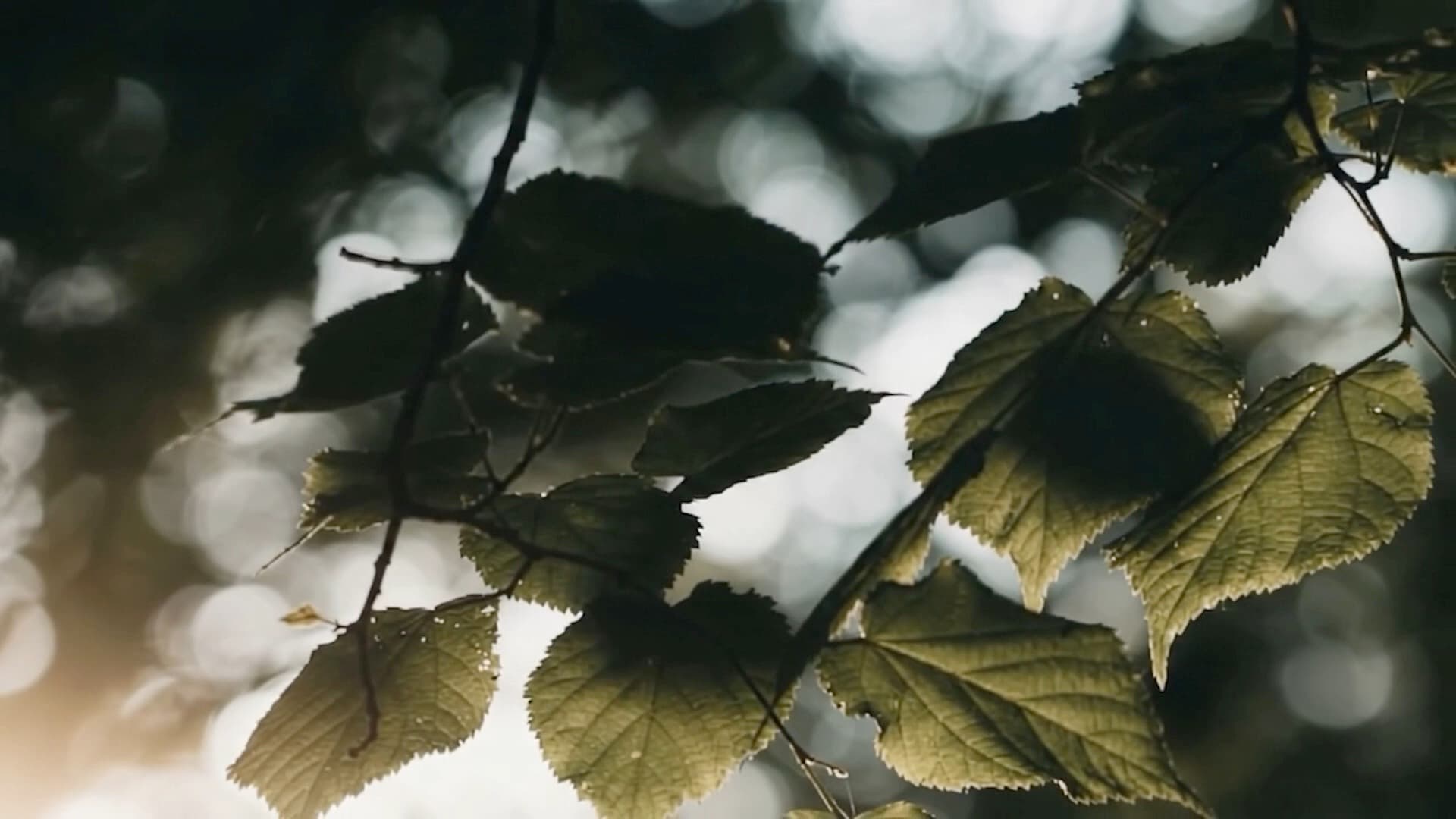 Sunlight filtering through leaves in a forest canopy
